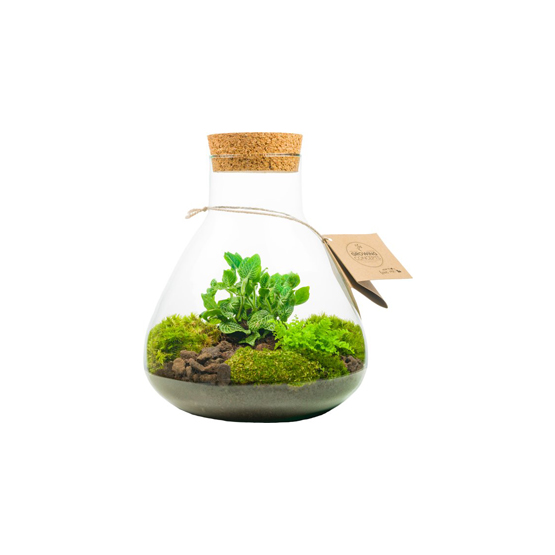 Plant Erlenmeyer Medium - Botanic