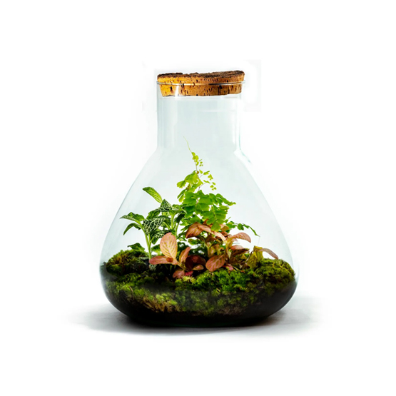 Erlenmeyer Large Botanical Terrarium