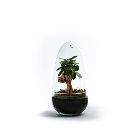 Plant Egg Medium – Ficus ginseng
