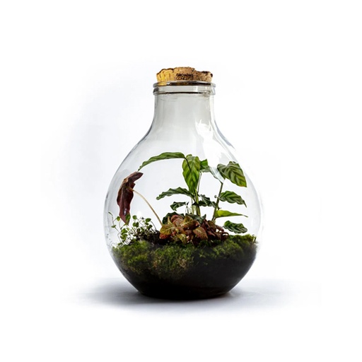 [66406] Erlenmeyer Large Botanical Terrarium